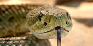 Офидиофобия или боязнь змей: причины, лечение